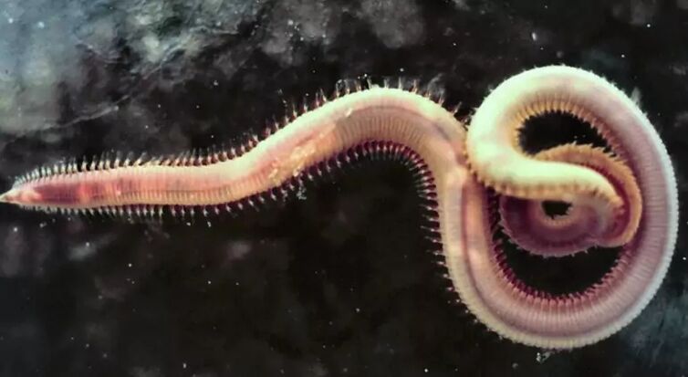 Parasite dans le corps