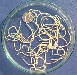 Parasites
