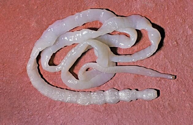 À quoi ressemble un ténia du taureau 