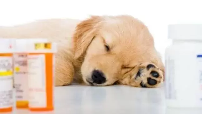 Médicaments pour prévenir les vers chez le chien.